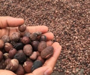 Tinubu directs temporary ban on export of raw shea nuts