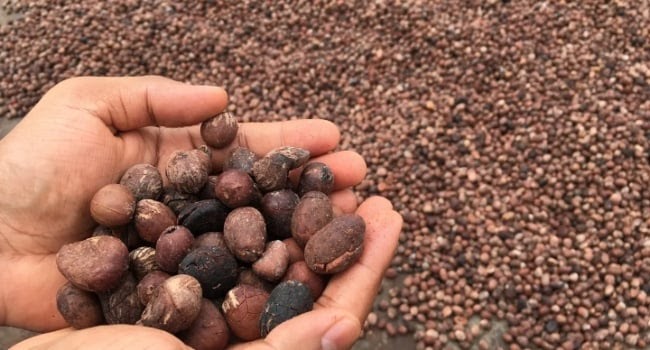 Tinubu directs temporary ban on export of raw shea nuts