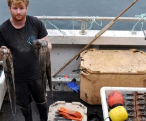 ‘Perfect storm’: UK fishermen reel from octopus invasion