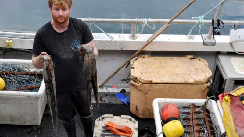 ‘Perfect storm’: UK fishermen reel from octopus invasion