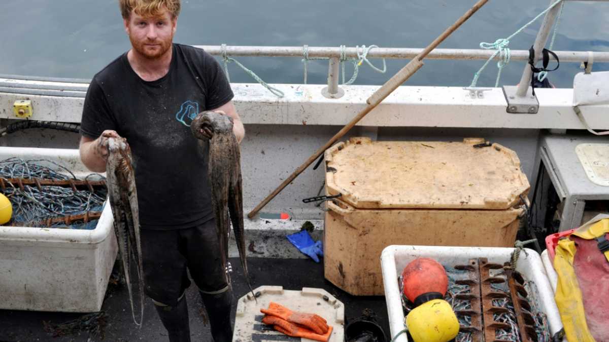 ‘Perfect storm’: UK fishermen reel from octopus invasion