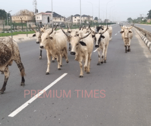 Senator seeks establishment of ranches in all Nigerian LGAs, gives reasons