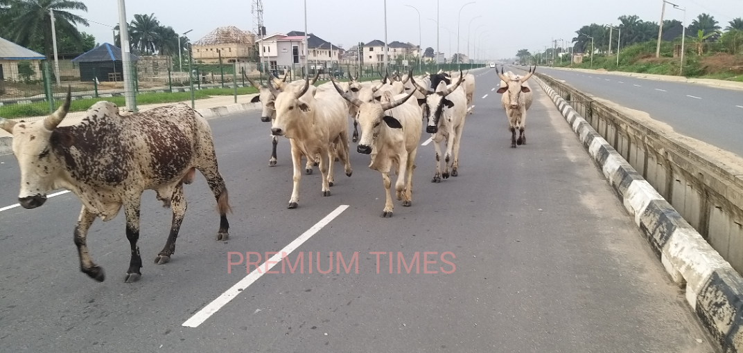 Senator seeks establishment of ranches in all Nigerian LGAs, gives reasons
