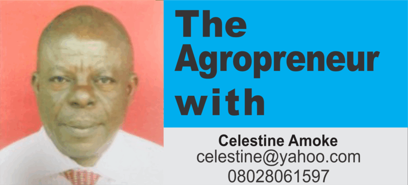 The Advantages Of Growing Sweet Potatoes In Containers – Independent Newspaper Nigeria