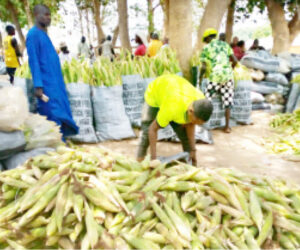 NIGERIA DAILY” How Nigerian Farmers Count Their Losses As Prices Keep Dropping – Daily Trust