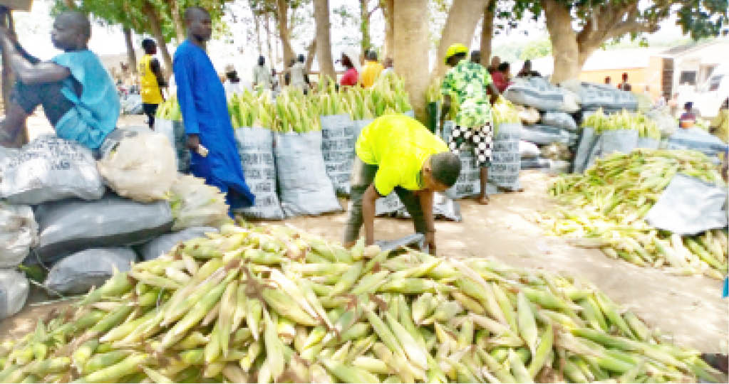 NIGERIA DAILY” How Nigerian Farmers Count Their Losses As Prices Keep Dropping – Daily Trust