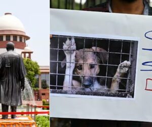 India’s Supreme Court Halts Plan to Confine Delhi’s One Million Stray Dogs