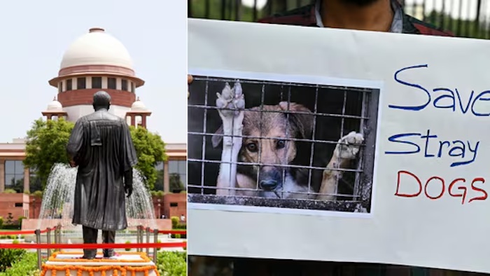 India’s Supreme Court Halts Plan to Confine Delhi’s One Million Stray Dogs