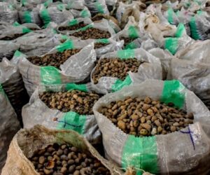 Nigeria’s Shea Nut Prices Drop 33% After Export Ban