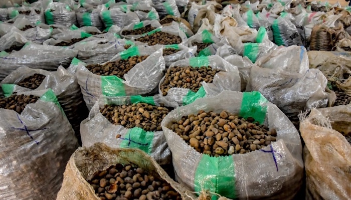 Nigeria’s Shea Nut Prices Drop 33% After Export Ban