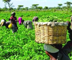 Firm Expands Operation To Provide Modern Agricultural Solutions To Local Farmers