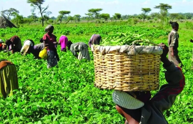Firm Expands Operation To Provide Modern Agricultural Solutions To Local Farmers