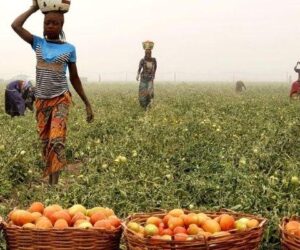 FG, LANOF, HBF launch youth manifesto to drive agribusiness transformation