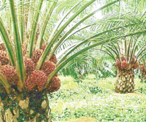 ‘We need additional 500,000 hectares of oil palm plantation’ – Daily Trust
