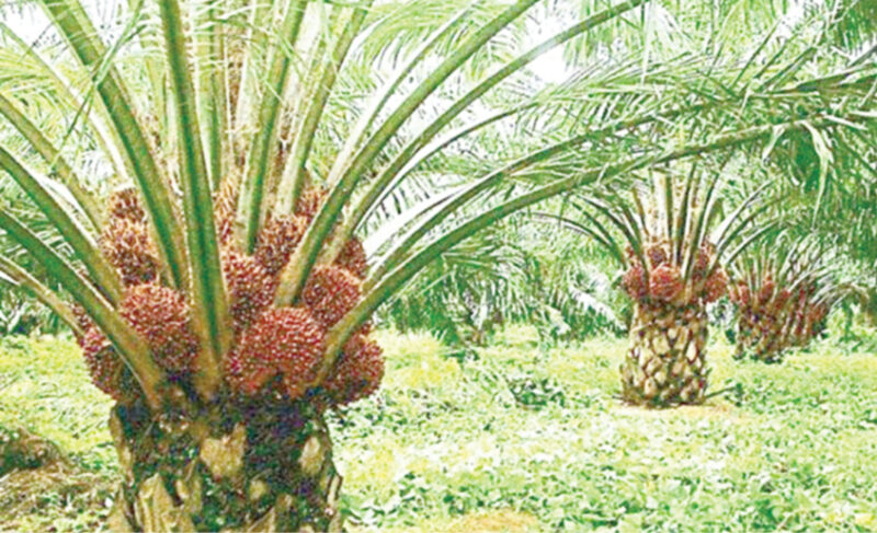 ‘We need additional 500,000 hectares of oil palm plantation’ – Daily Trust