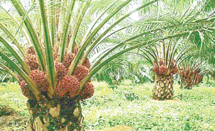 ‘We need additional 500,000 hectares of oil palm plantation’ – Daily Trust