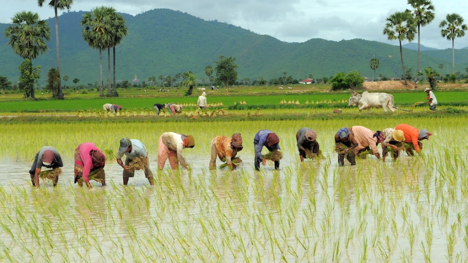 Jigawa Approves N7 Billion For Rice Production – Independent Newspaper Nigeria
