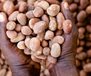 Tinubu Approves 6-month Temporary Ban On Export Of Sheanuts