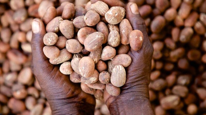 Tinubu Approves 6-month Temporary Ban On Export Of Sheanuts