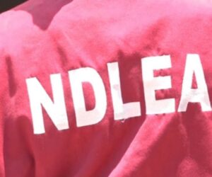 NDLEA Arrests Mother, Son, Others In Nationwide Crackdown On Cannabis, Tramadol