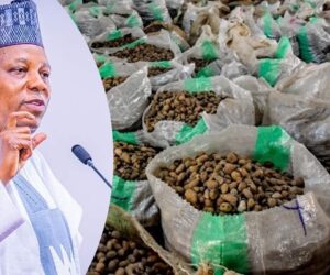 Tinubu’s Temporary Ban On Raw Shea Nut Export a Collective Decision with Sub-nationals, To Generate $300m Annually, Says Shettima 