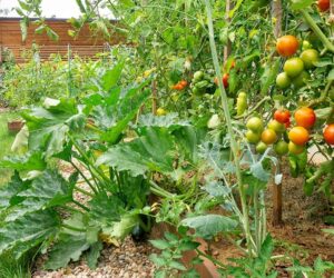 Making Money From Tomato Farming Business