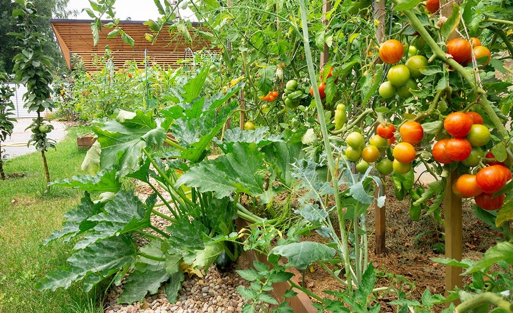 Making Money From Tomato Farming Business