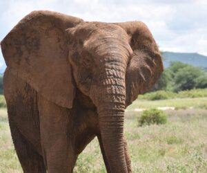 Tusks of terror: Elephant attacks leave Ogun community on edge