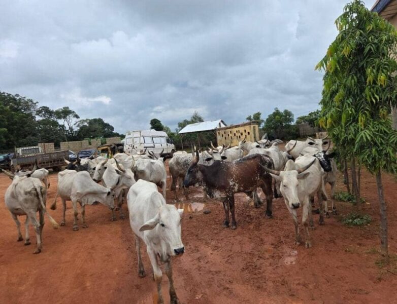 Kaduna Police Nab 13 Cattle Rustlers, Recover 27 Stolen Cattle