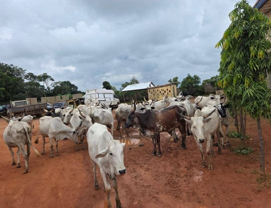 Kaduna Police Nab 13 Cattle Rustlers, Recover 27 Stolen Cattle
