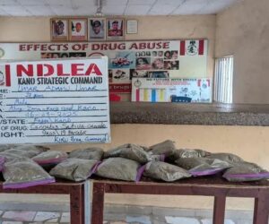 NDLEA Seizes ₦10m Cannabis, Arrests Suspect In Kano