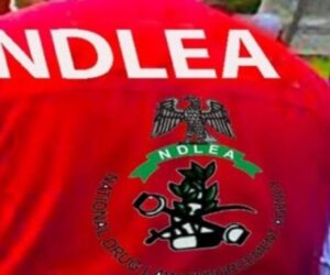 NDLEA Seizes 2.3 Tons Of Cannabis In Kwara, Arrests Four Suspects