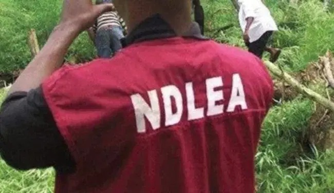 NDLEA Seizes Over 500,000 Opioid Pills In Four-State Crackdown