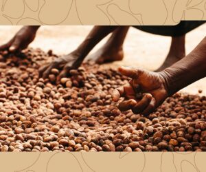 What Nigeria’s Shea Nut Ban Means for Your Skincare Routine