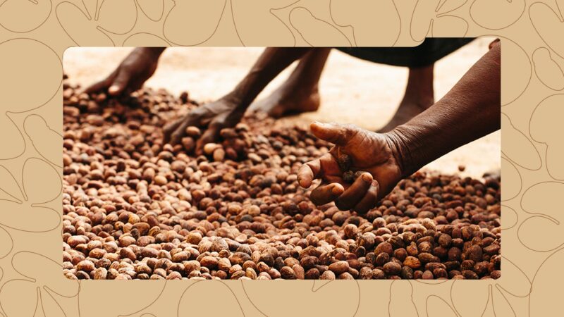 What Nigeria’s Shea Nut Ban Means for Your Skincare Routine