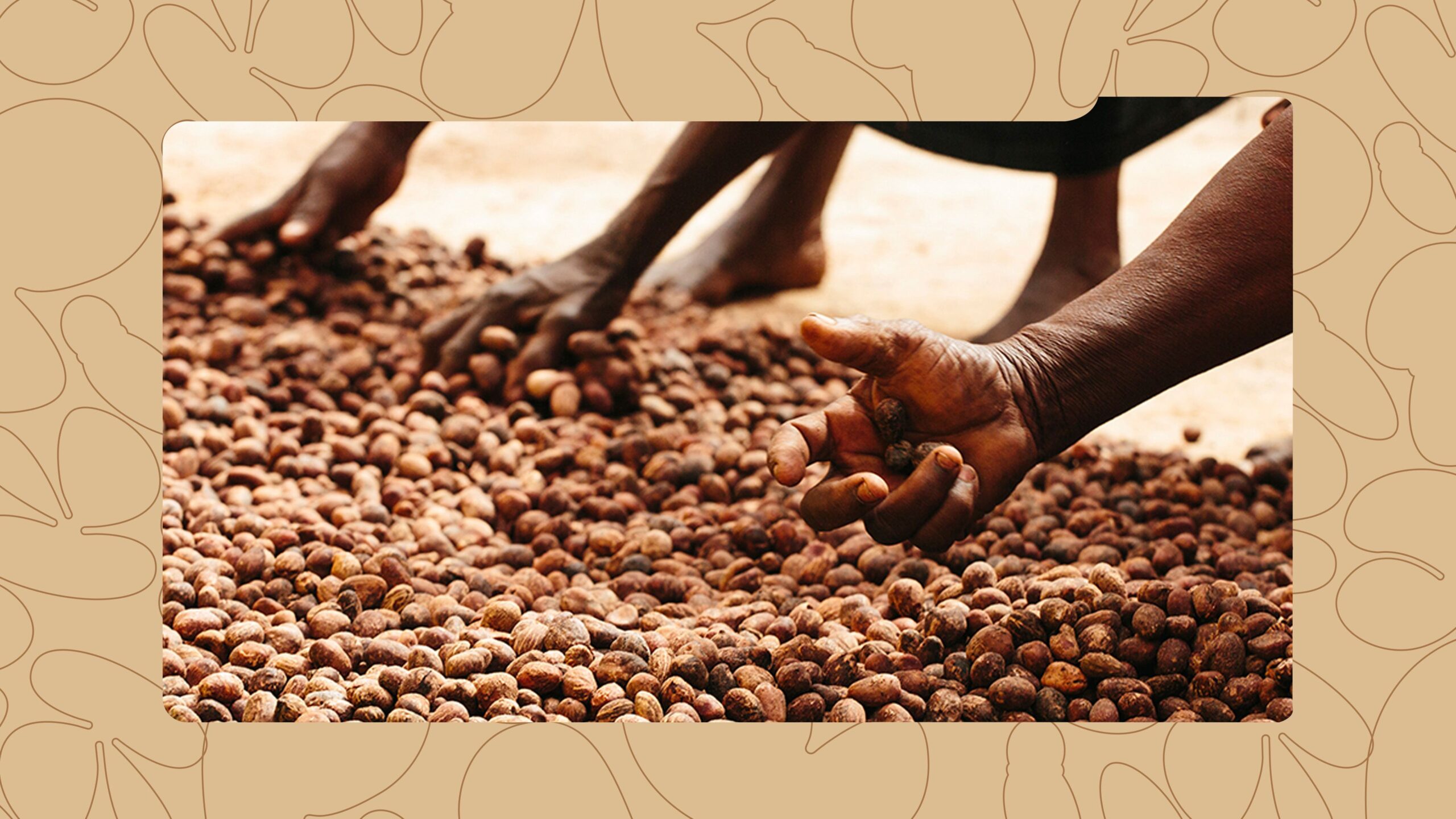 What Nigeria’s Shea Nut Ban Means for Your Skincare Routine