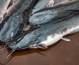 How to profit from catfish farming