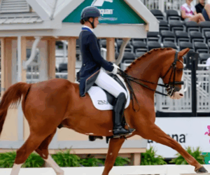 How riders in equestrian sports “read” a horse's mood at the start