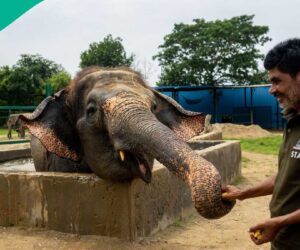 Terrifying Moment Elephant Went After Man Who Took Its Picture Using Flash, Video Trends