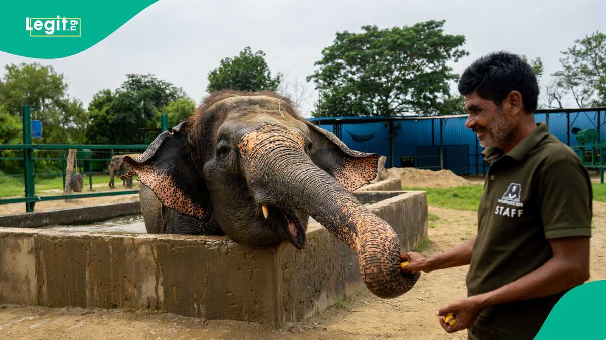 Terrifying Moment Elephant Went After Man Who Took Its Picture Using Flash, Video Trends