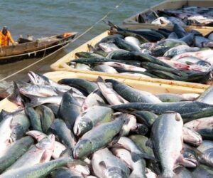 Nigeria’s fish supply gap opens N23trn opportunity