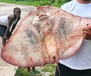 Fisherman shows off stingray caught in Bayelsa community
