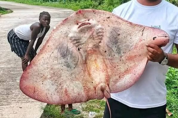 Fisherman shows off stingray caught in Bayelsa community