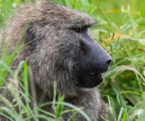 Baby boy d!es after being snatched and dumped in water barrel by ‘aggressive’ gang of monkeys