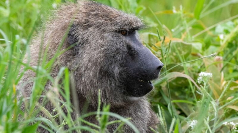 Baby boy d!es after being snatched and dumped in water barrel by ‘aggressive’ gang of monkeys