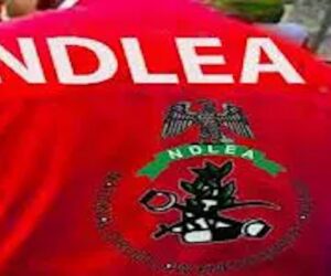 NDLEA, Police Arrest 57 Suspects in Kano Drug Raid, Recover Locally Made Weapons
