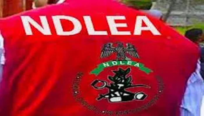 NDLEA, Police Arrest 57 Suspects in Kano Drug Raid, Recover Locally Made Weapons