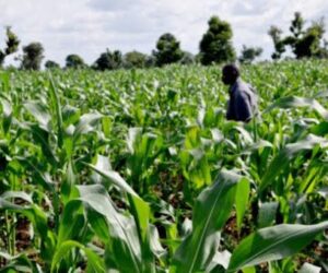 Ebonyi LG chairman considers resigning as warlords behead man on his farm