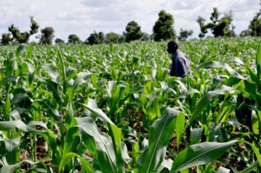 Ebonyi LG chairman considers resigning as warlords behead man on his farm