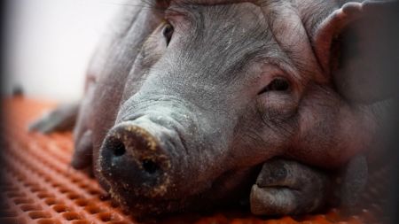 Pig heads discovered outside several Paris mosques